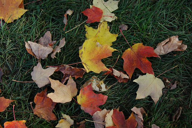 Leaves on the Glensheen lawn