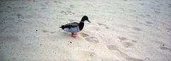 Duck on the Beach