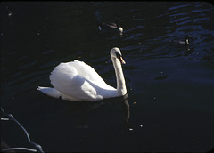 Swan, with Ducks