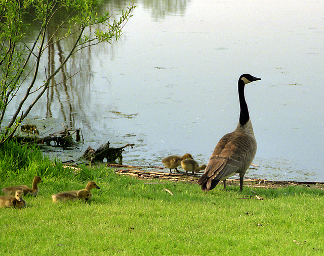 Goose & Goslings