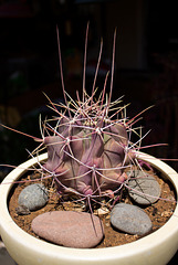 Emory's Barrel Cactus (ferocactus emoryi rectispinus)