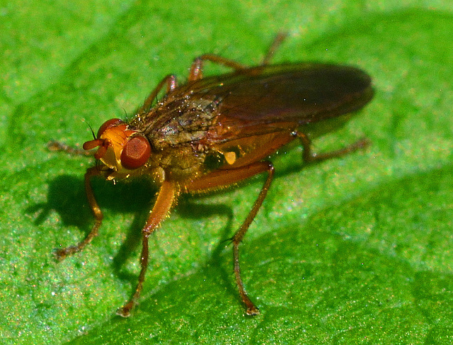 Dung Fly, Scathophagidae