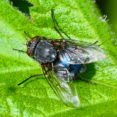 Bluebottle(blow-fly) Calliphora vomitoria