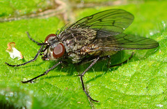 Flesh-Fly, Sarcophaga carnaria