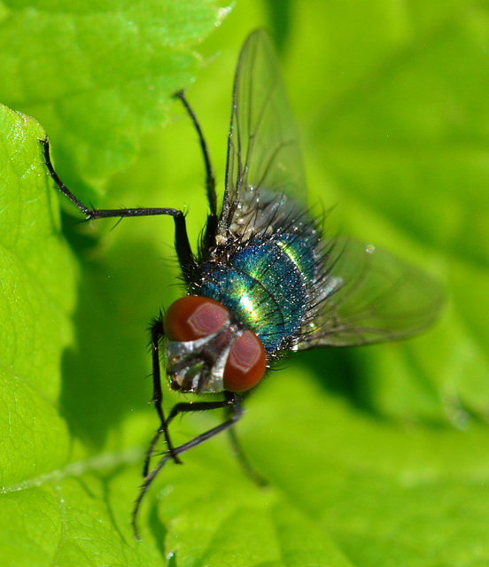 Greenbottle(blow-fly) Lucilia caesar