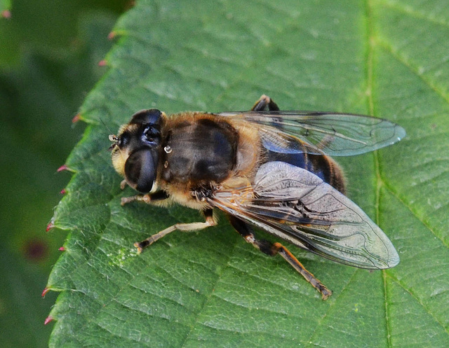 Hoverfly  Eristalis tenax - female
