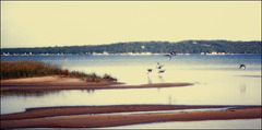 Ducks landing, East Bay