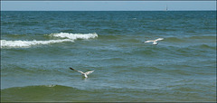 Gulls, with distant sailboat
