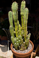 Fairy Castle cactus (Cereus tetragonus )