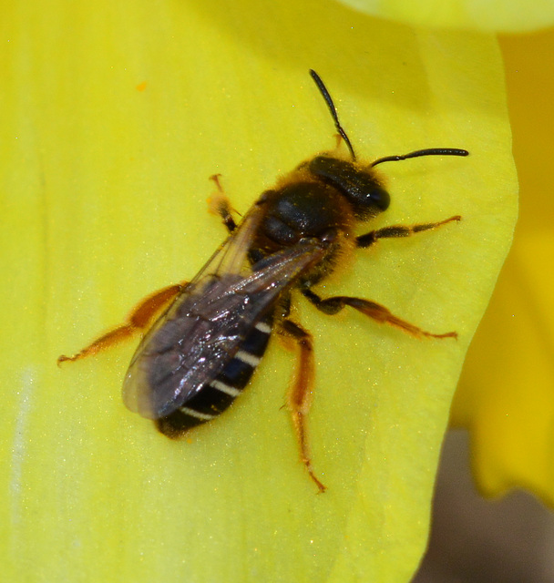Bee, Adrena species