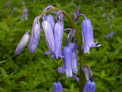 Bluebell time