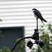 The Tree Swallow on the Weather Station