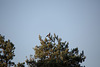 20140503 2122VRTw [D~HVL] Nebelkrähe (Corvus cornix), Hohennauener See, Semlin