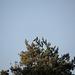 20140503 2122VRTw [D~HVL] Nebelkrähe (Corvus cornix), Hohennauener See, Semlin