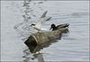 Tern Steals Rock from Duck