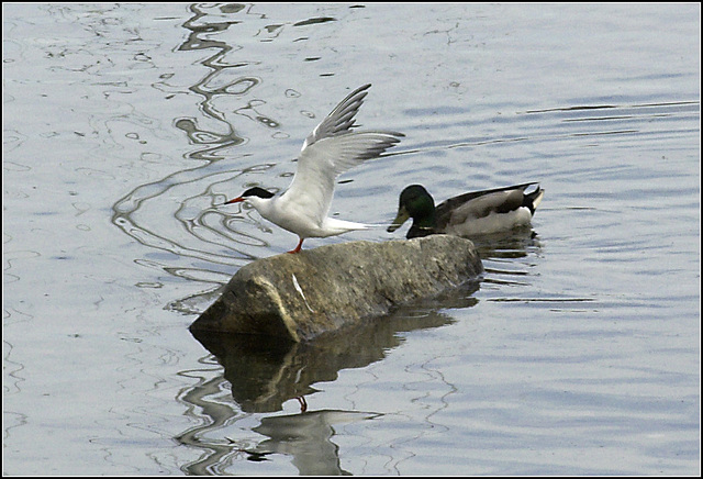 Tern Steals Rock from Duck