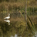 The Swan in the Pond