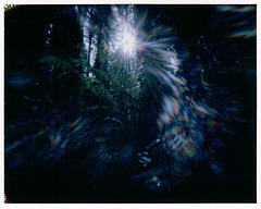 Deep Forest Flare