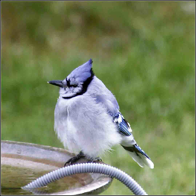 The Chilled Jay