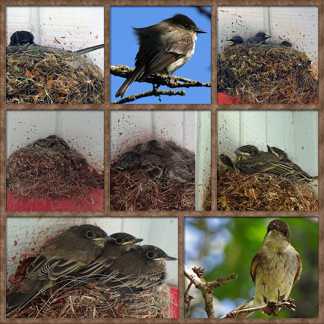 The Eastern Phoebe Collage and Kindergarden Gallery ! With Mama Bird *starring* !