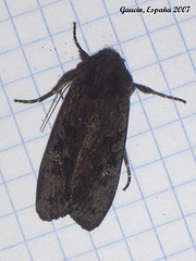 EsG04 Aporophyla nigra (Black Rustic)