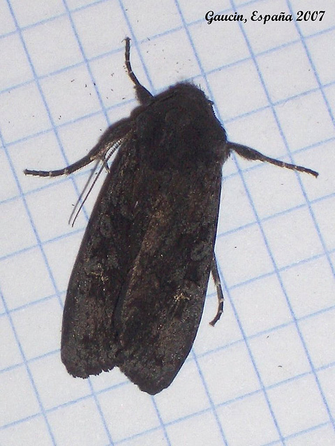 EsG04 Aporophyla nigra (Black Rustic)
