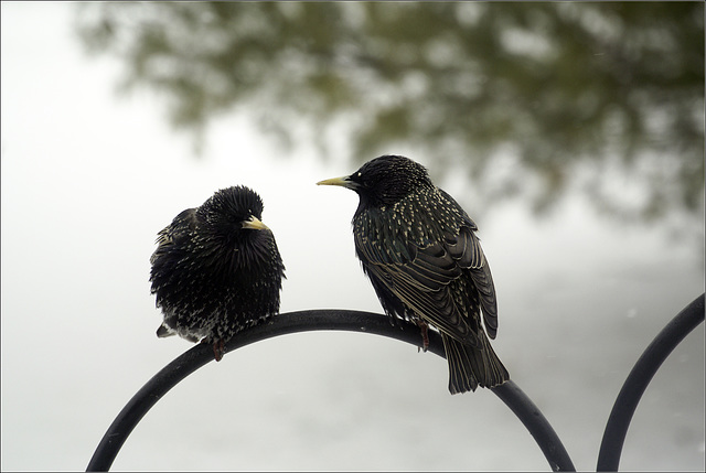 The Starlings Have Returned