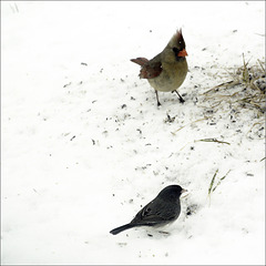Cardinal and Junco
