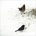 Cardinal and Junco