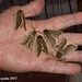 EsG13 A Handful of Lemonia philopalus