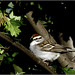 Chipping Sparrow in Tree