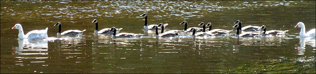 Geese all in a Row