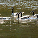 Geese all in a Row