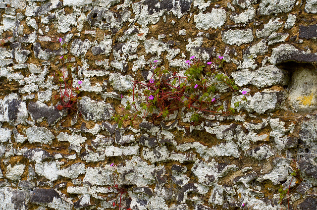 Waverley Abbey ruins - stone wall detail with plant growth