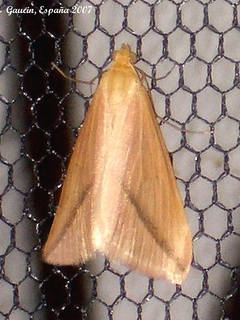 EsG30 Rhodometra sacraria (Vestal)