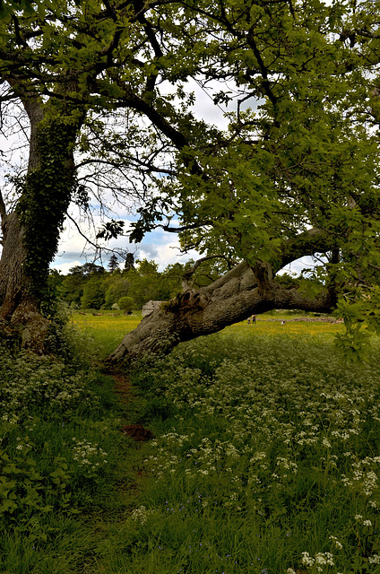 Waverley Abbey ruins - tree