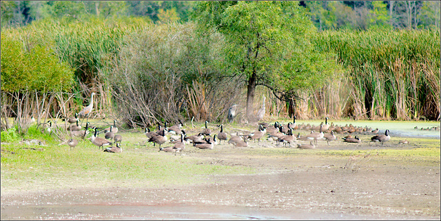 Geese, with Sandhills