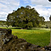 Waverley Abbey ruins - Yew Tree