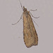 EsG33 Nomophila noctuella (Rush Veneer)