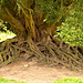 Waverley Abbey - Yew Tree Root Structure