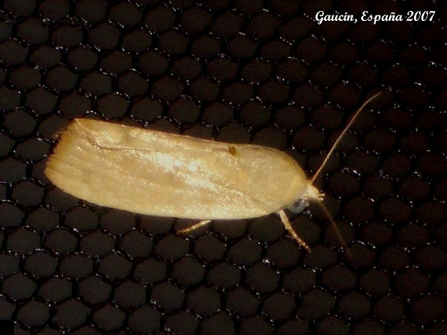 EsG38 Earias insulana (Egyptian Bollworm)