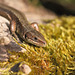 Viviparous (Common) lizard (Zootoca vivipara)