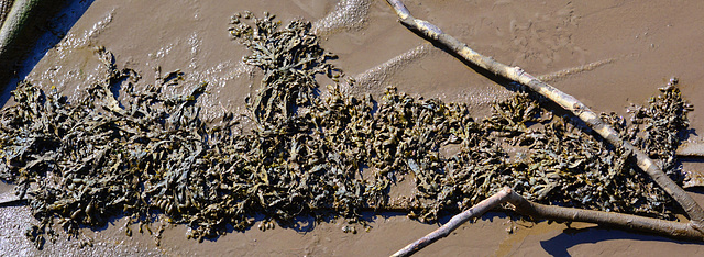 Seaweed decking
