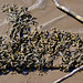 Seaweed decking
