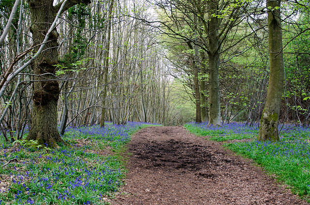 Binton Woods path