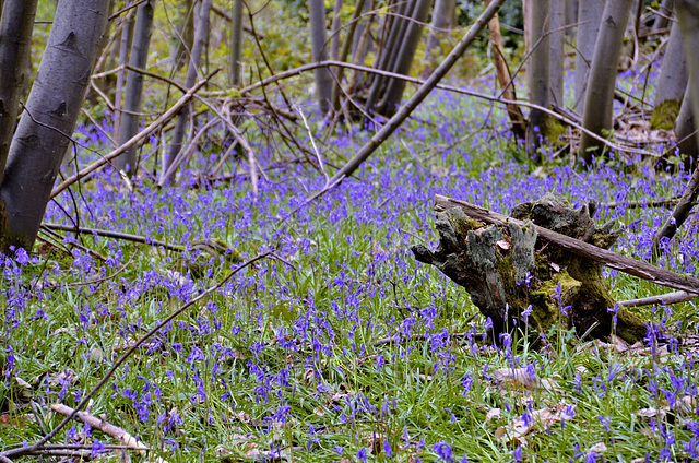 Bluebells and trees - Binton Woods