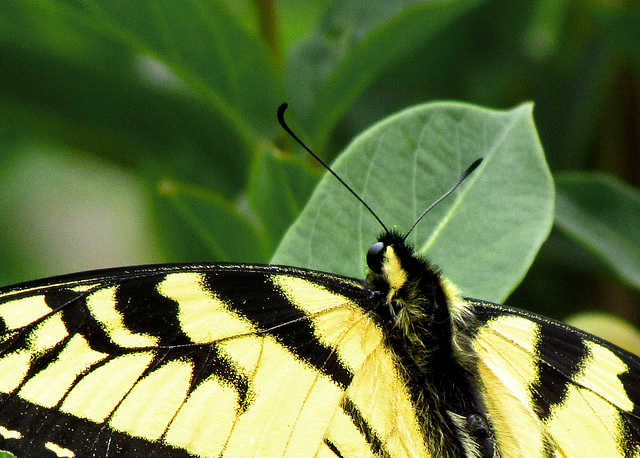 Tiger Swallowtail Closeup