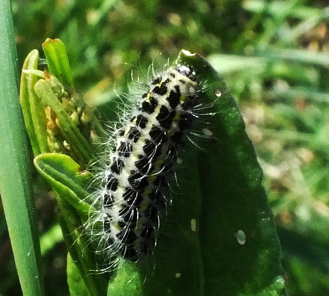 Narrow-bordered 5-spot Burnet Moth Caterpillar Zygaena lonicerae