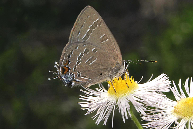 Banded Hairstreak Butterfly