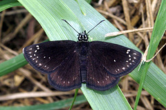 Common Sootywing Butterfly